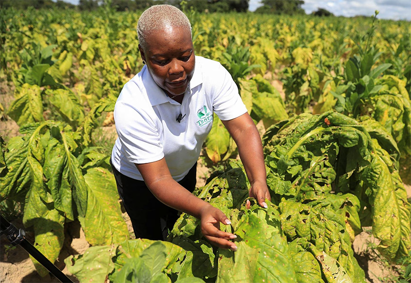 Zimbabwe’s tobacco hectarage declines 6.7 pct
