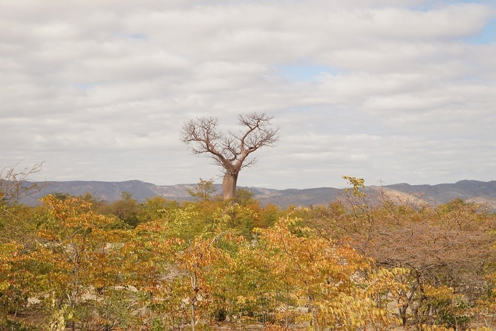 Zimbabwe’s carbon credit takeover spooks locals, investors