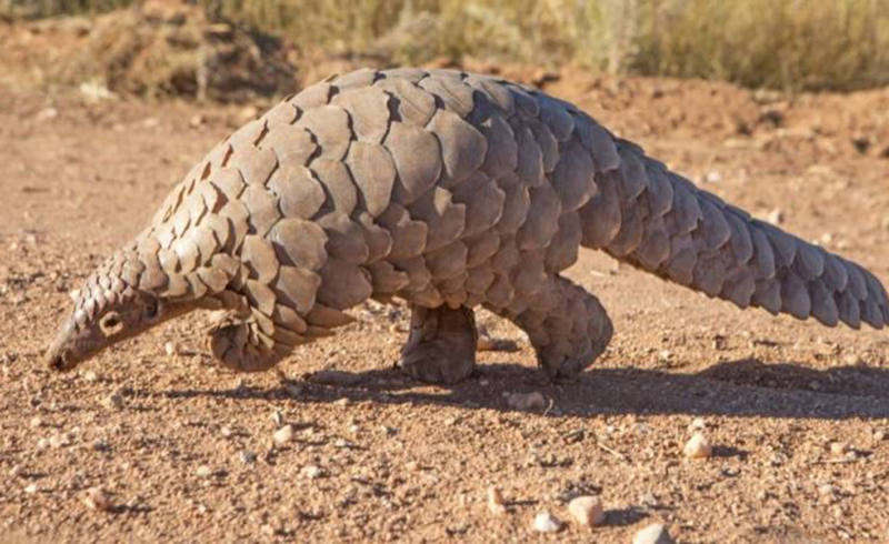 Botswana: Zimbabwean duo in illegal possession of pangolin