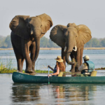 Mana Pools closed after floods cut off access to Zimbabwe’s safari park