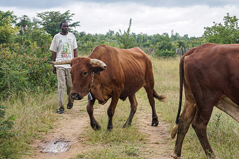 Nearly 5,000 cattle die in Zimbabwe due to drought