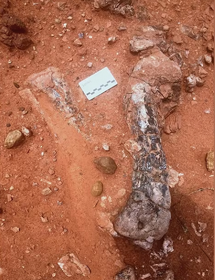 Leg Bones of Musankwa