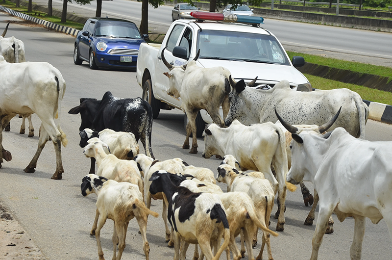 Cows obstruct Nigeria’s capital as climate change and development leave herders with nowhere to go