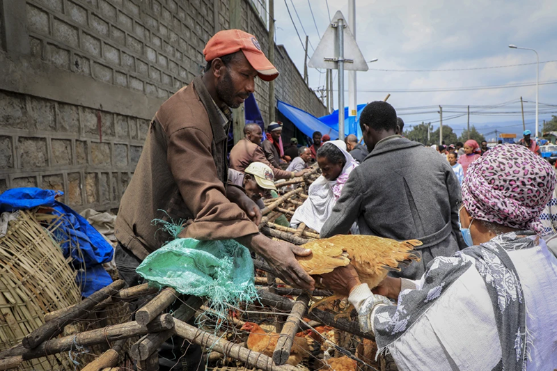 A man sells chickens in Sholla Market, the day before the Ethiopian New Year, in Addis Ababa, Ethiopia