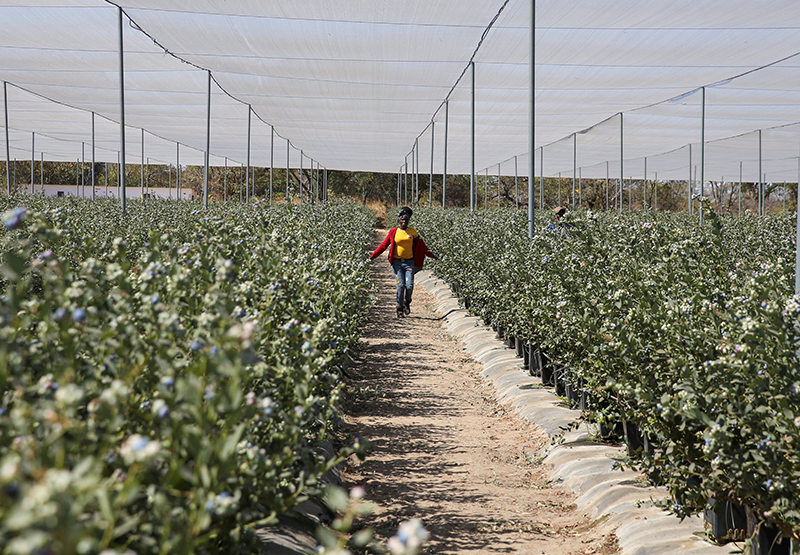 A woman arrives to harvest blueberries at Talana farm in rural Chegutu district