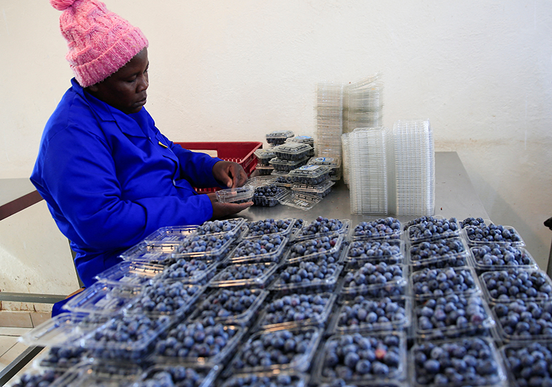 A worker grades and packs blueberries at Talana farm in rural Chegutu district