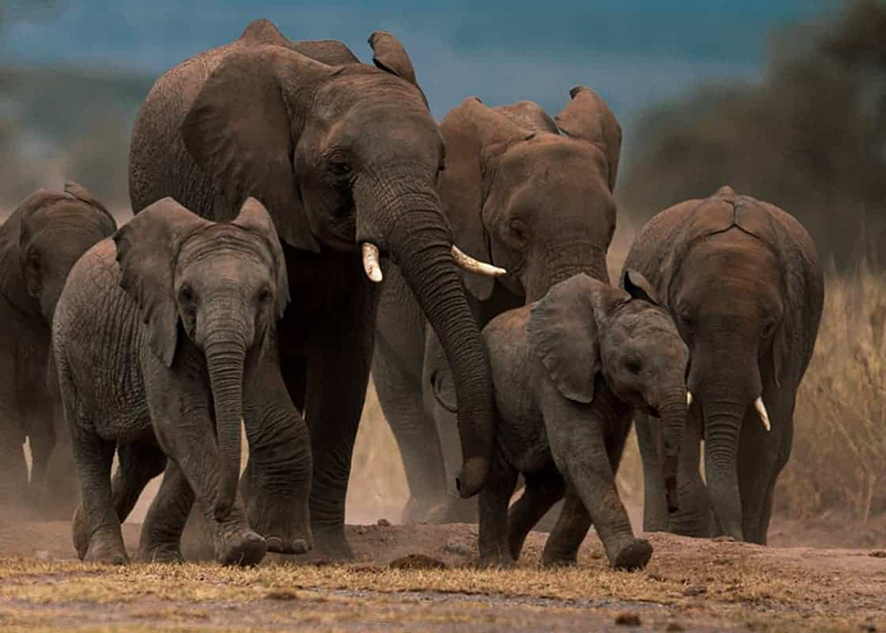 Officialising the killing of elephants – Zimbabwe under fire over planned cull