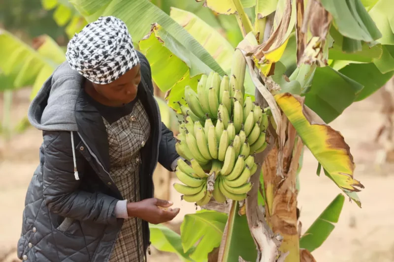 With reliable access to clean water from the Marange piped scheme, local farmer Tsitsi Mavhunga now cultivates thriving banana crops — turning water into livelihoods and hope."
