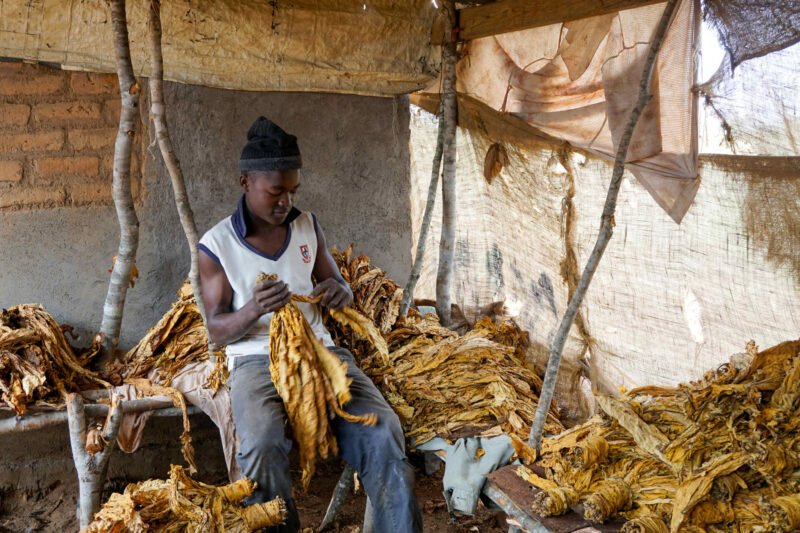 Langton Rukwere grades tobacco in Rusape, Zimbabwe. He, like other small-scale farmers, relies on contract farming to access seeds, fertilizer and other needs. But many say the system is exploitative, debt-driven and strips them of control over their land.