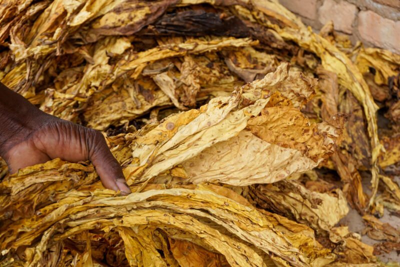 Piles of tobacco await processing in Rusape, Zimbabwe. Though tobacco is one of the country’s top exports and production has soared, small-scale contract farmers say that thanks to restrictive agreements, they see little profit.