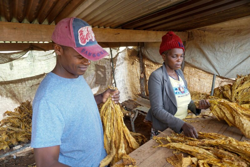 Tobacco farmers Chamu Rukwere and Rudo Nedziwe grade their harvest at home in Rusape, Zimbabwe. While contract farming connects them to global markets, they say it strips away the autonomy land reform was meant to provide.