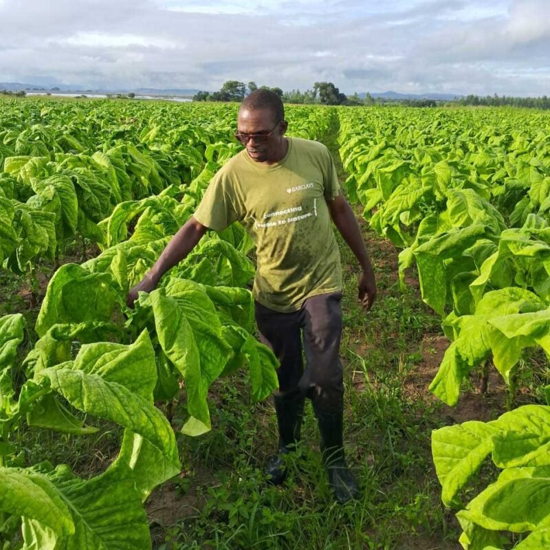 Zimbabwean tobacco farmer Claude Kaharo