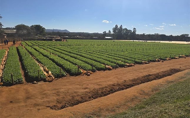 Rows of tobacco crop at Mutwiwa's farm
