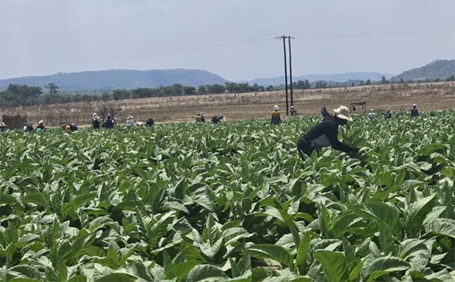 Part of the tobacco crop at Mutwiwa’s farm