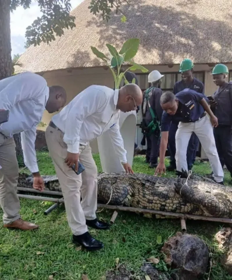 ZimParks wildlife management team remove the rogue crocodile