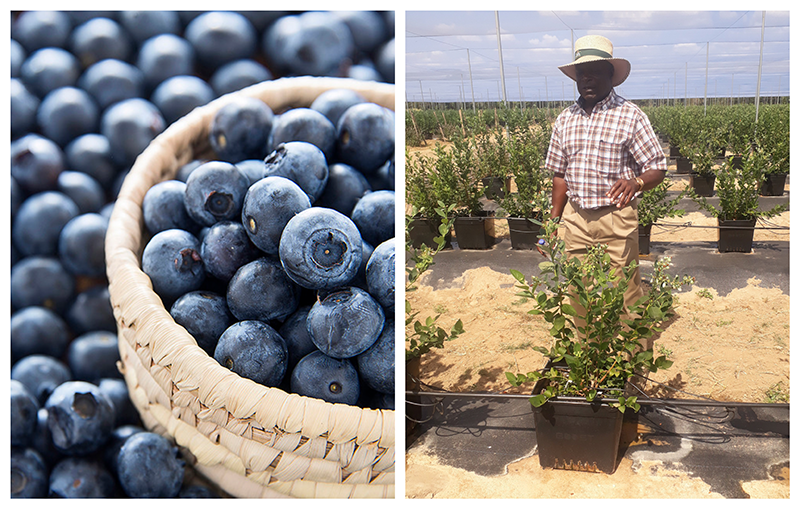 The Zimbabwe Gazette: Breaking Zimbabwe, Africa, World News