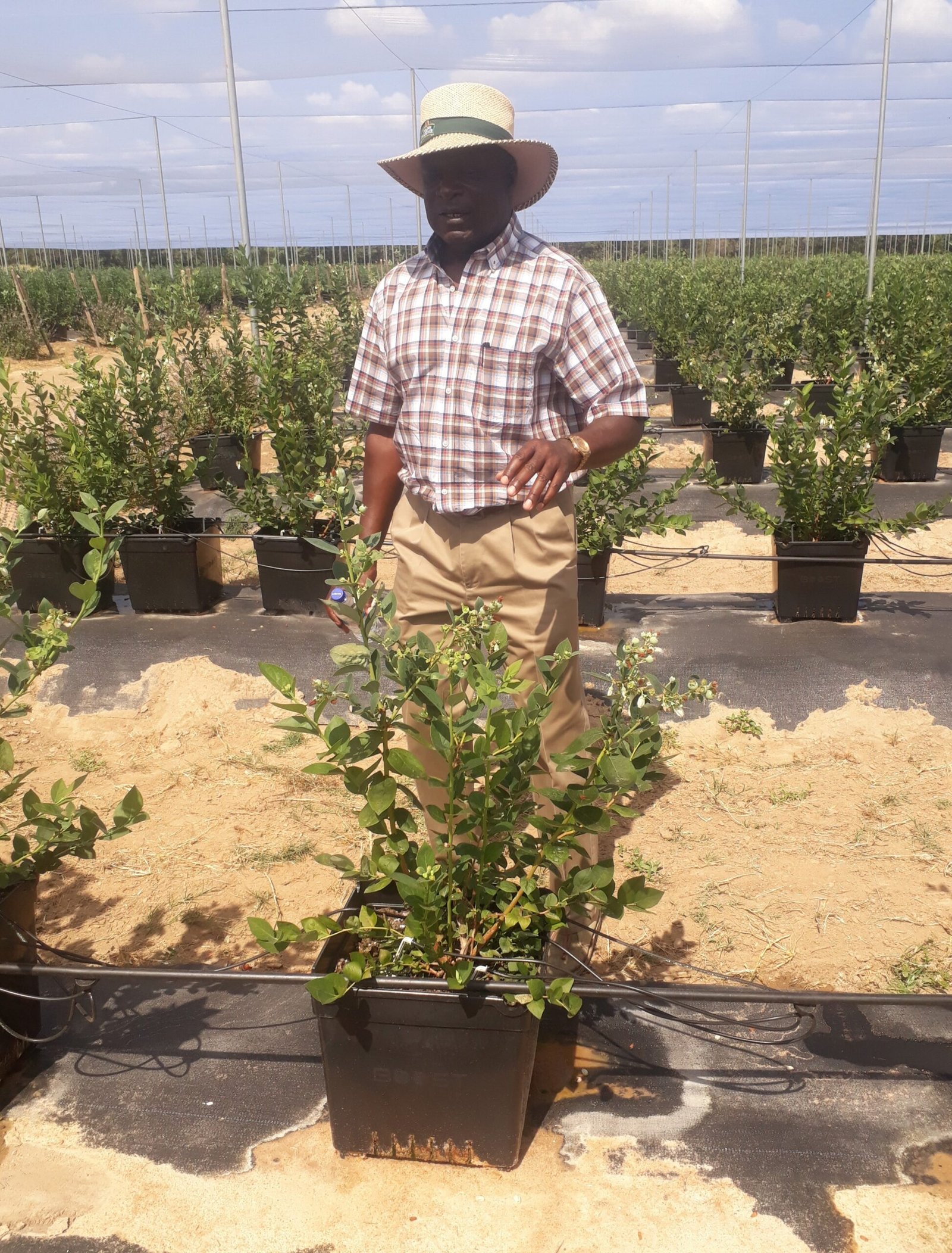 Willard Zireva, a blueberry grower in Mashonaland West Province