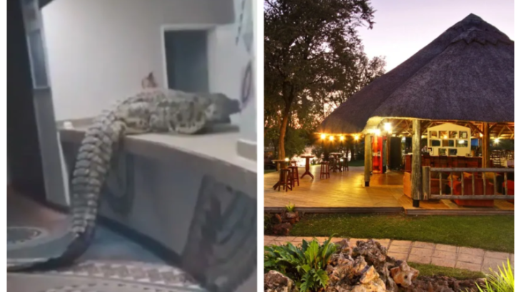 VIC FALLS: Shocking moment hungry crocodile walks into hotel restaurant and leaps over counter into kitchen – leaving diners stunned